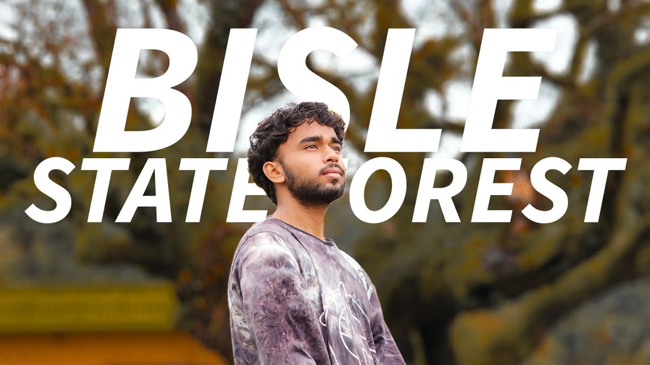 bisle state forest/the fog movement