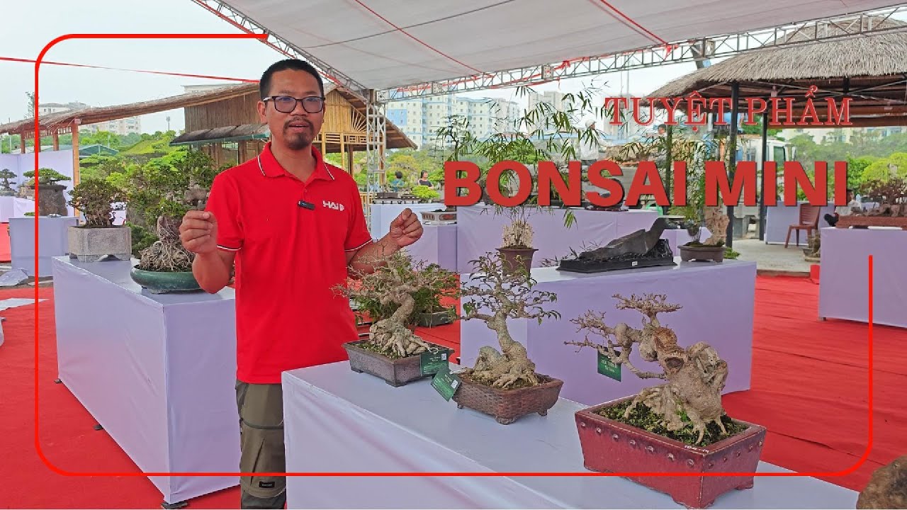Đá cảnh, bonsai mini quý như vàng hội tụ tại Hà Nội