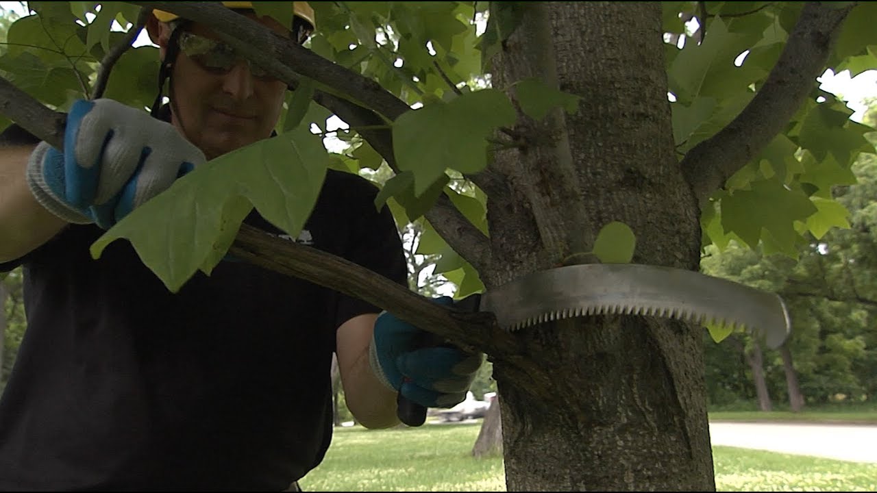 Tree Maintenance Tips | HouseSmarts &ndash; Episode 214