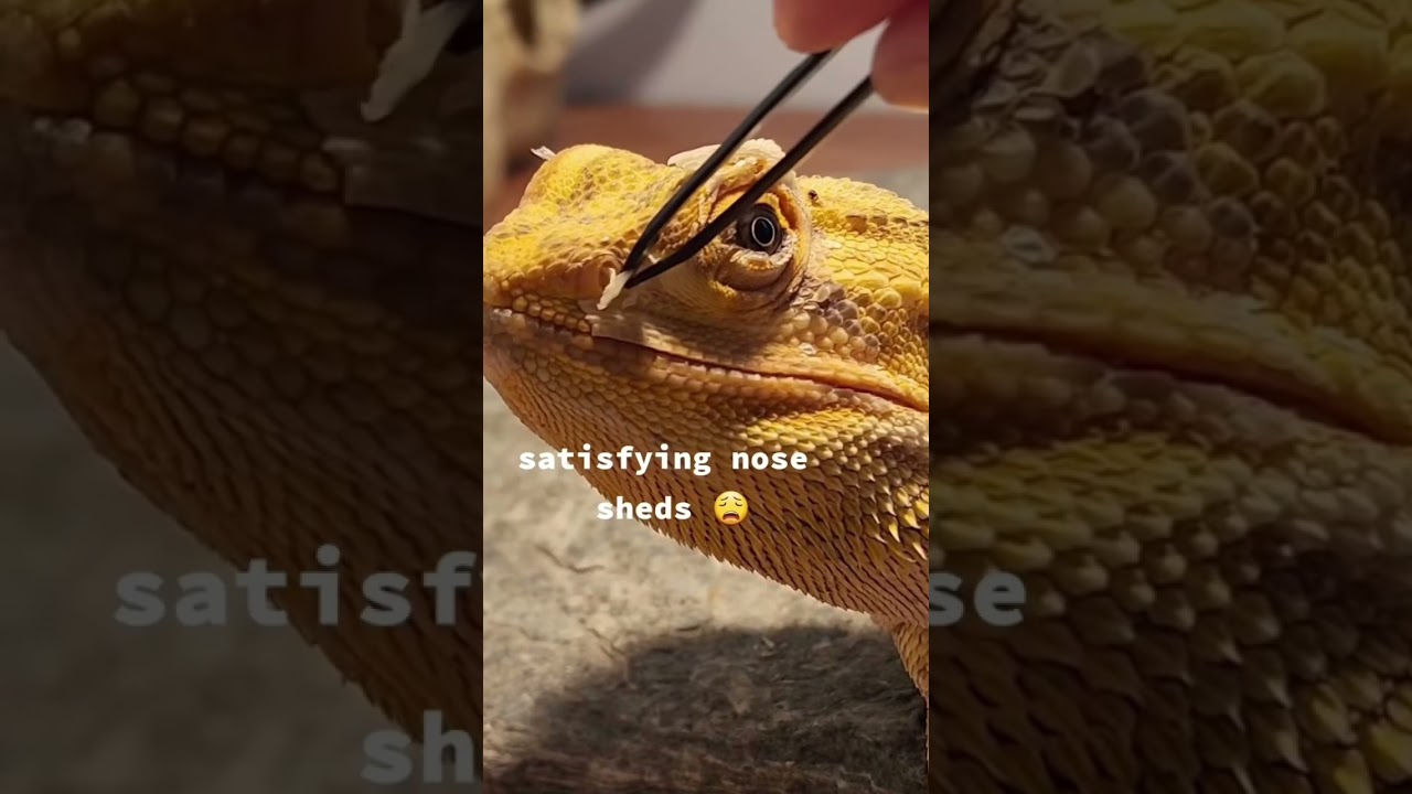 huge shed in bearded dragons nose #beardeddragon #reptile