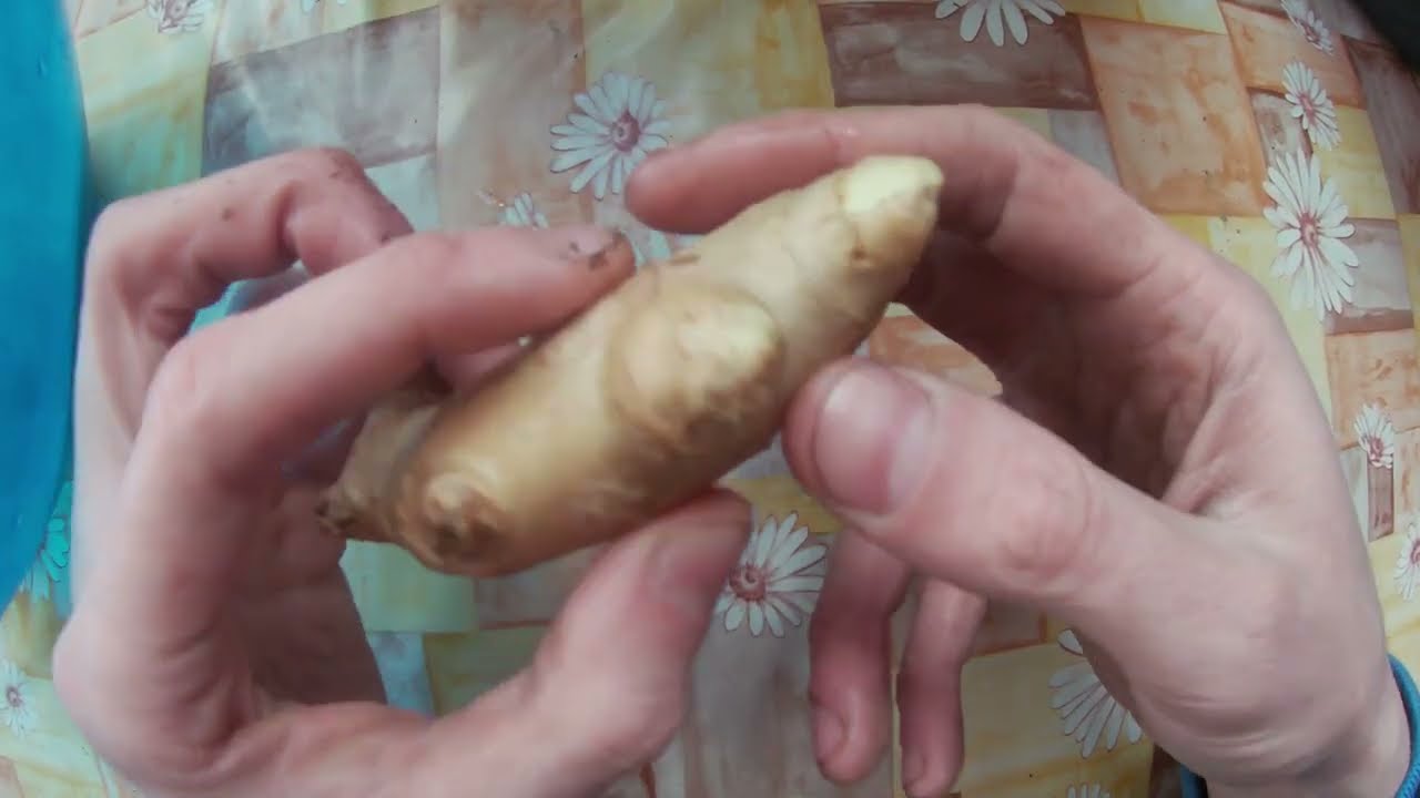 Návod jak si jednoduše pěstovat zázvor