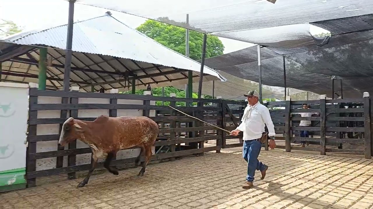 LOTE 76. Feria 8 subasta Santa Clara 