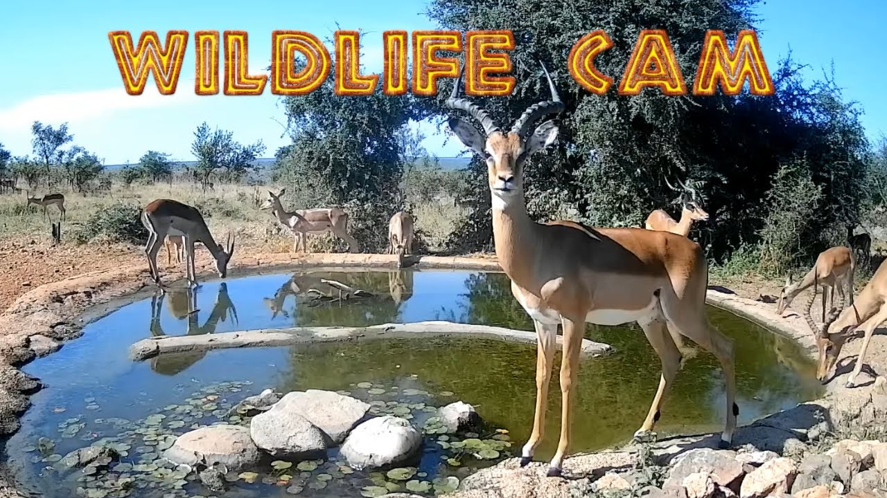 Wildlife cam 2025 | Week 14 : Meller's Mongoose, Sharpe's Grysbok, and Carl.