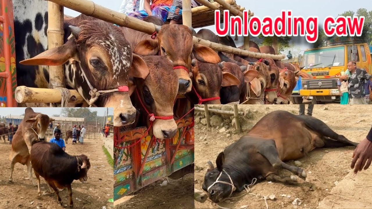  Unloading caw 2026 qurbani🔥 আলমডাঙ্গা হাট ২০২৬
