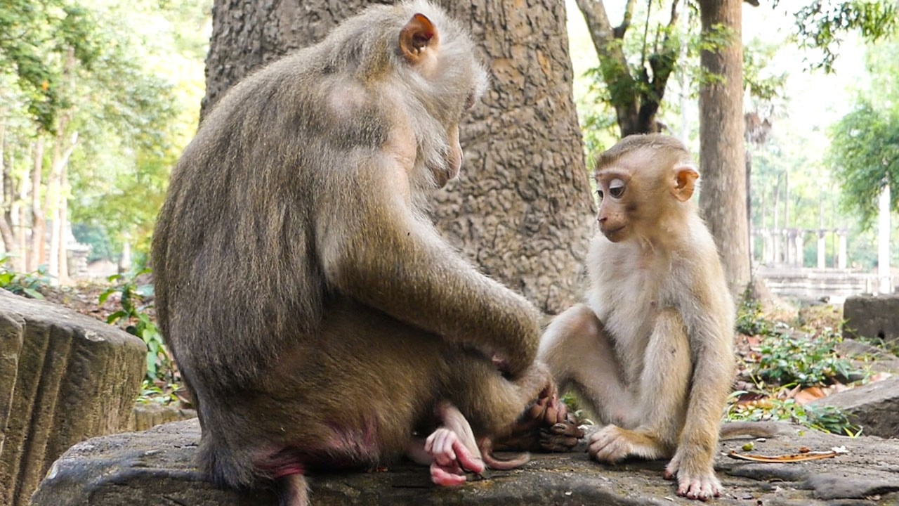 Nature breathe gently |Lily requests mom to hug baby Levy |SHE & Rainbow are same