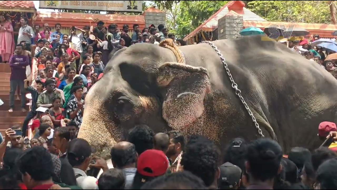 കൊല്ലം പൂരം ആനയൂട്ട്, ആനയുടെ mass entry 2024