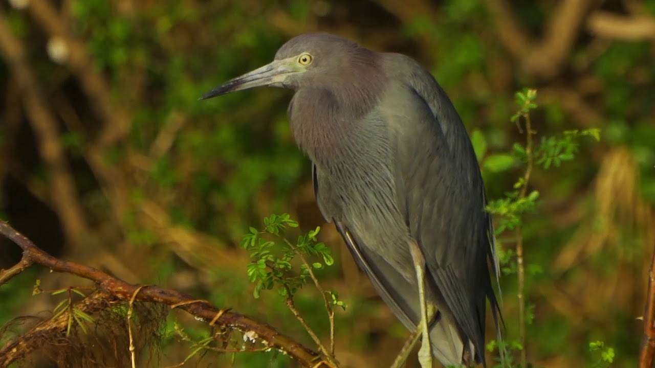 03 09 Little Blue Heron