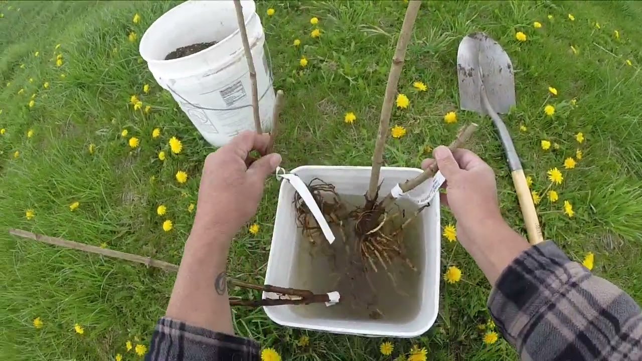 Planting bare root elderberries & trying out the hands free gopro
