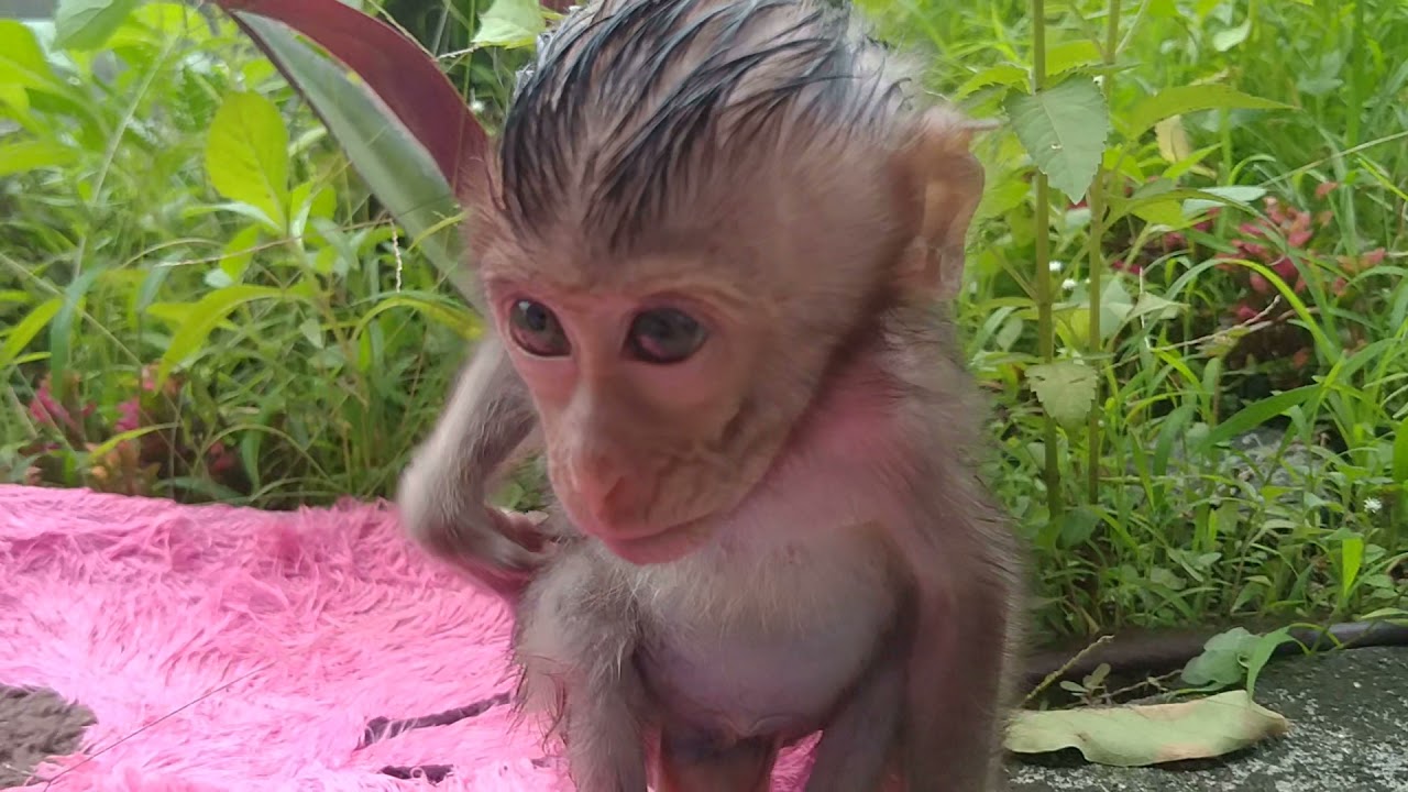BABY MONKEY BERMAIN DI KEBUN SAMPING RUMAH