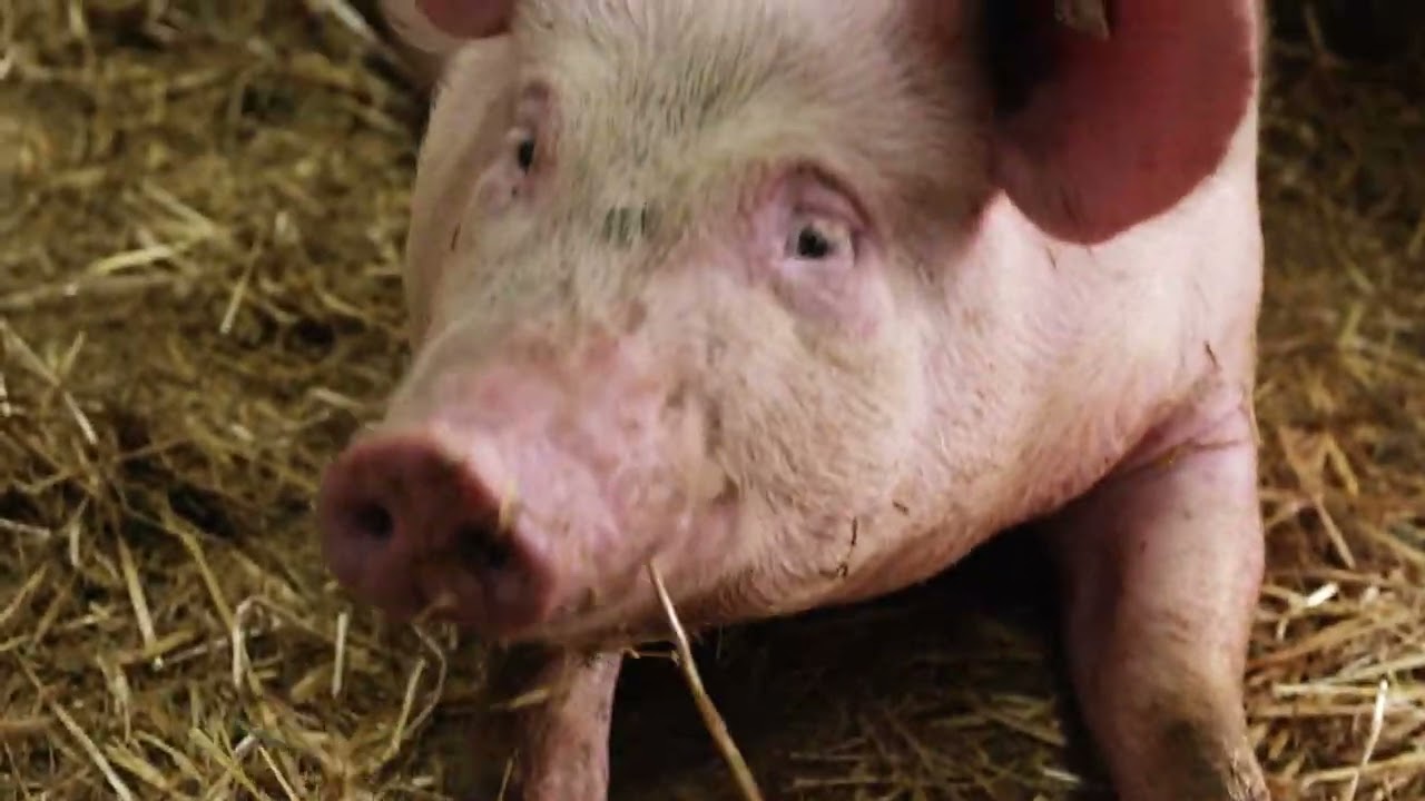 Stallbautipps für die alternative Schweinemast