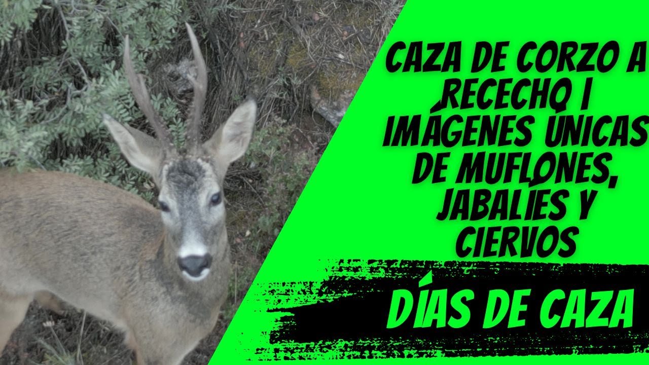 CAZA DE CORZO A RECECHO | IMÁGENES ÚNICAS DE MUFLONES, JABALÍES Y CIERVOS