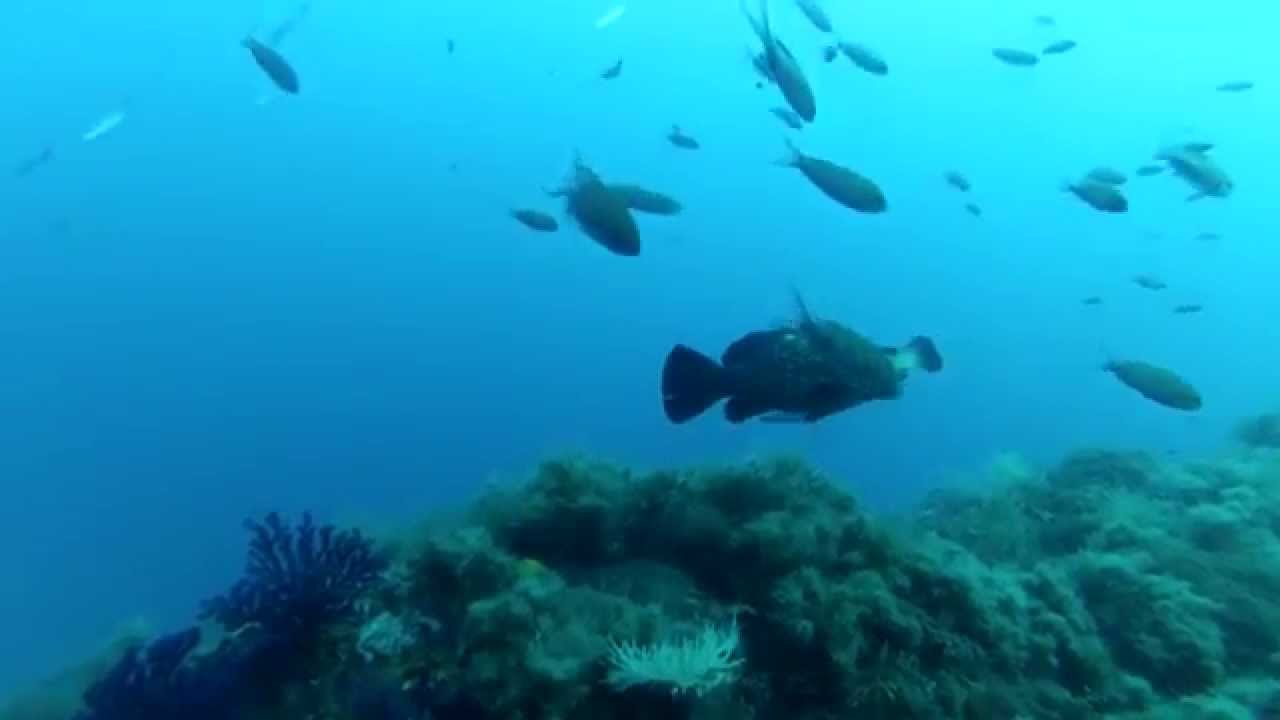 Sous l'eau à Bandol