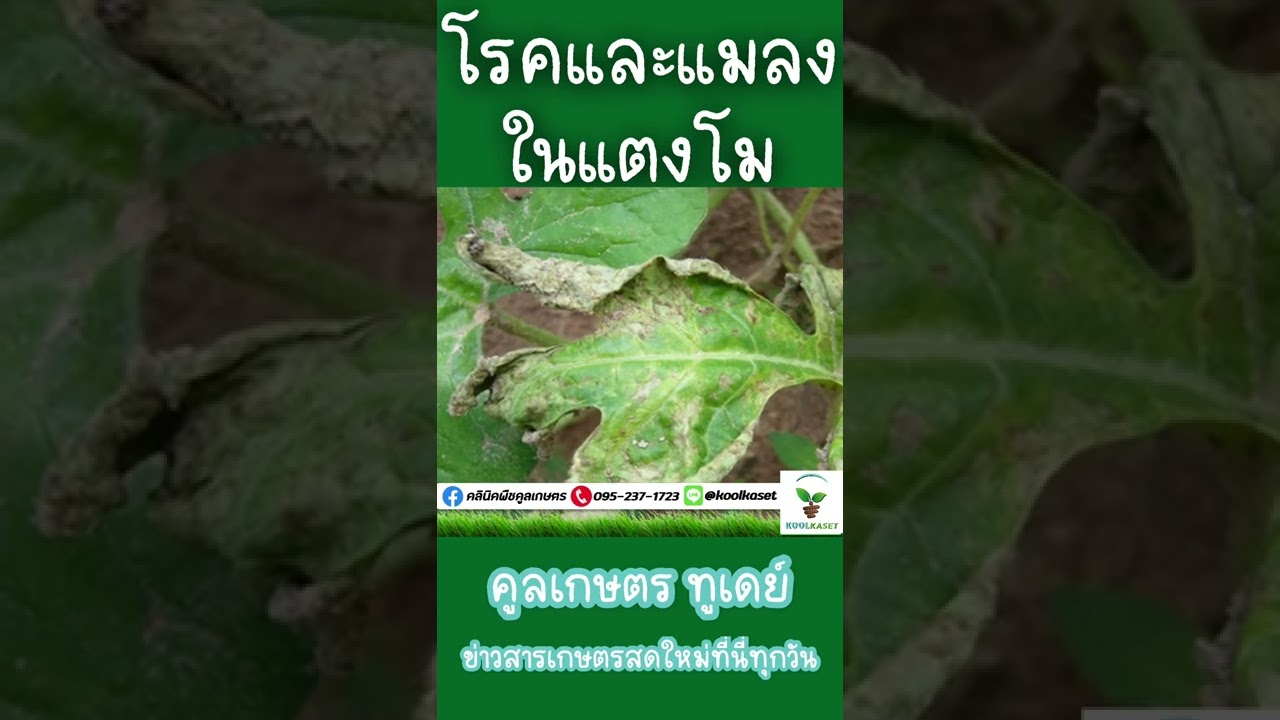 การป้องกันกำจัดโรคและแมลงในแตงโม