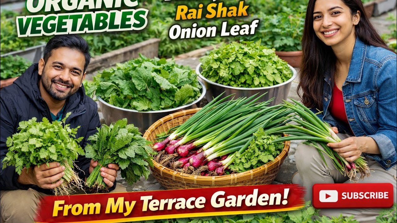 Harvesting Fresh Organic Vegetables from My Terrace Garden#HarvestingVegetables