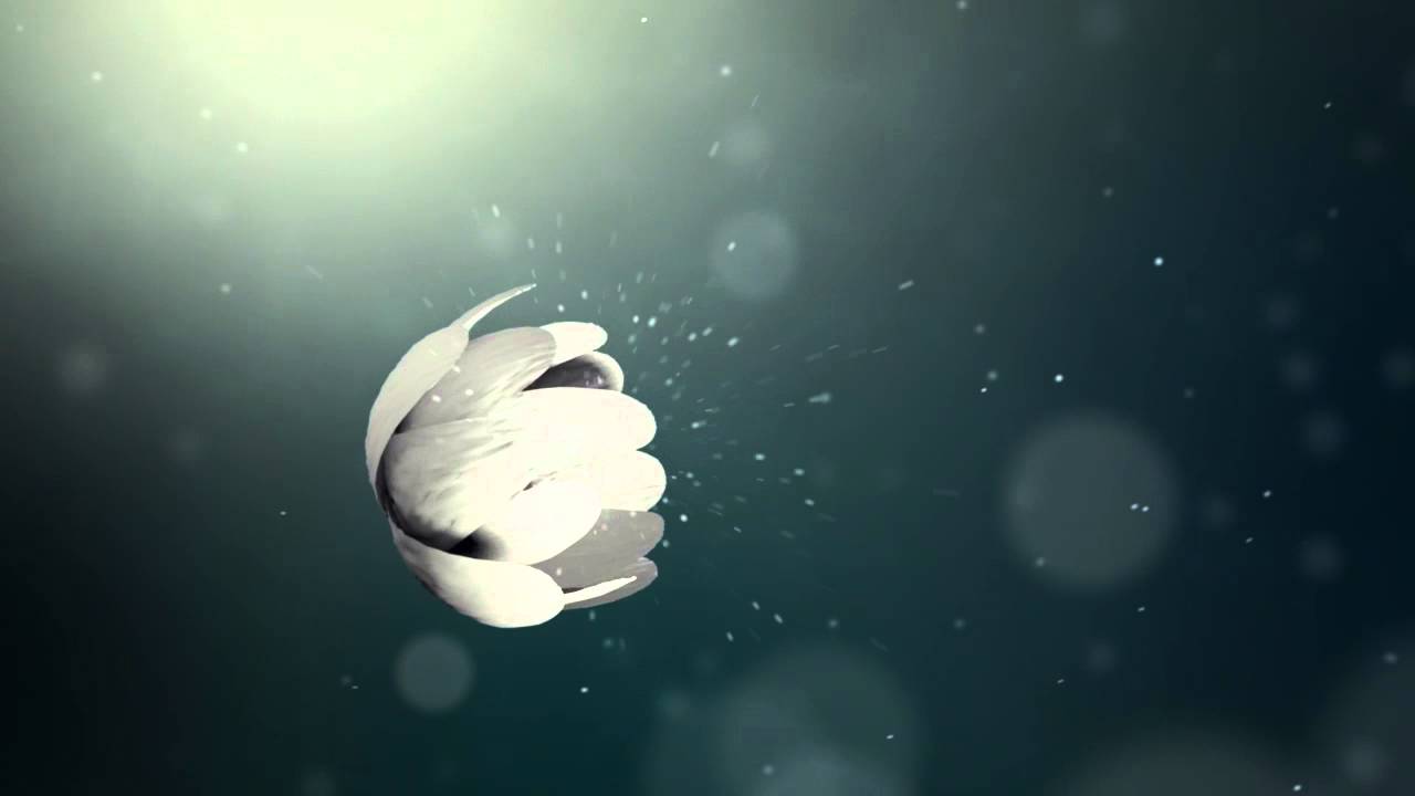 White flower Intro Video  ( After effects, sony vegas, premier pro, cinema 4D)