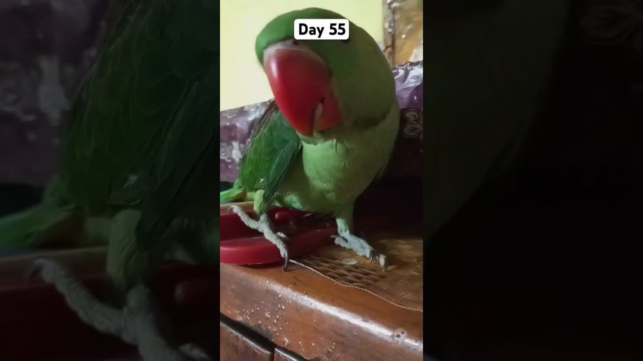 55 day's pure huye #fantasticparrot #babybird #firstparrot