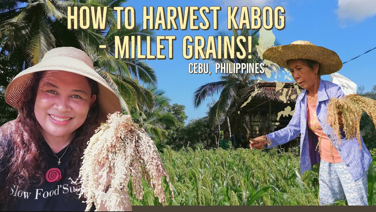 Kabog Grains Harvest l Indigenous Millet l Catmon Heritage Crop l Cebu, PH