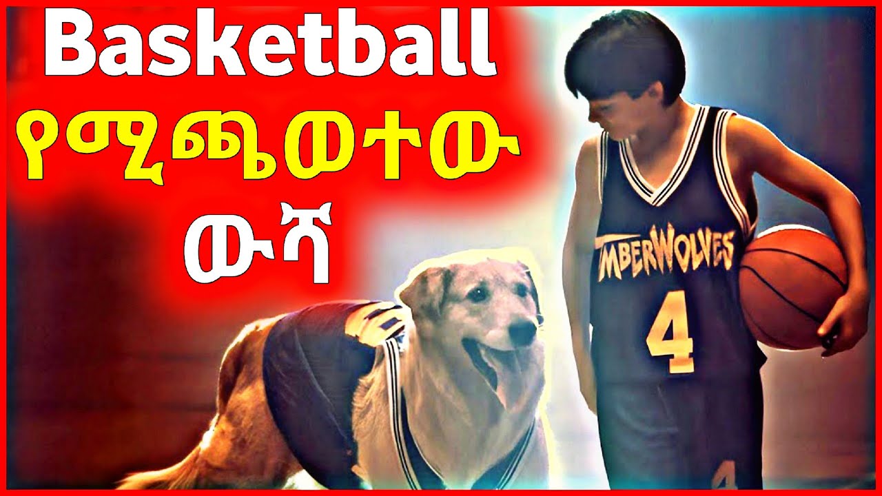 🔴 Basketball የሚጫወተው ውሻ