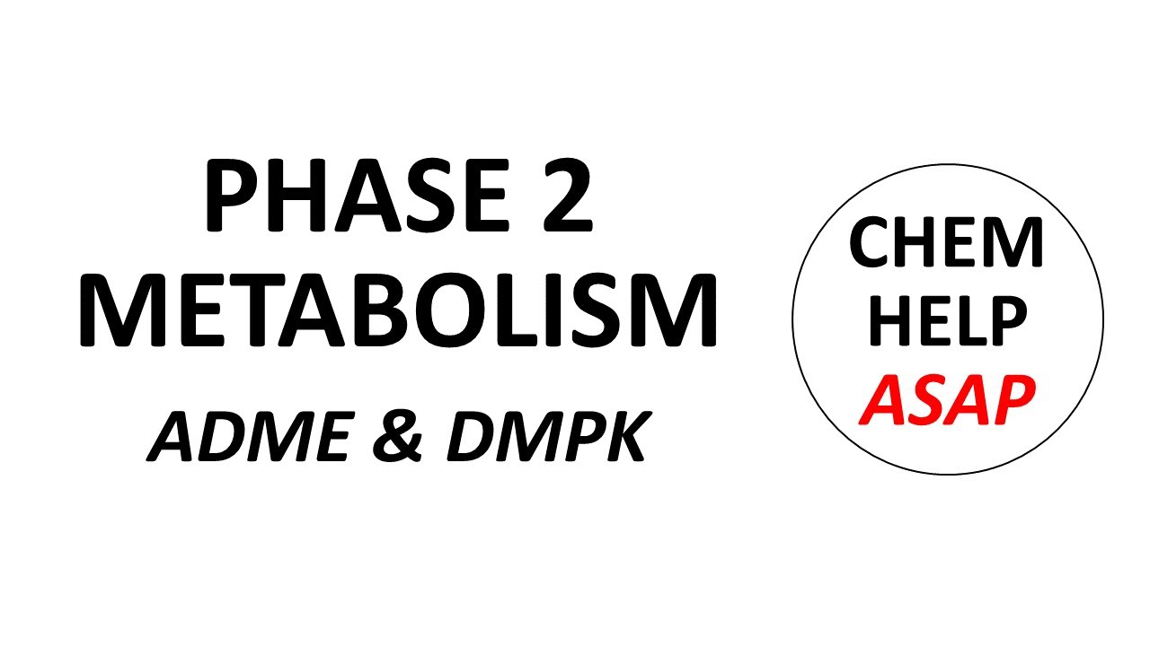 phase 2 drug metabolism