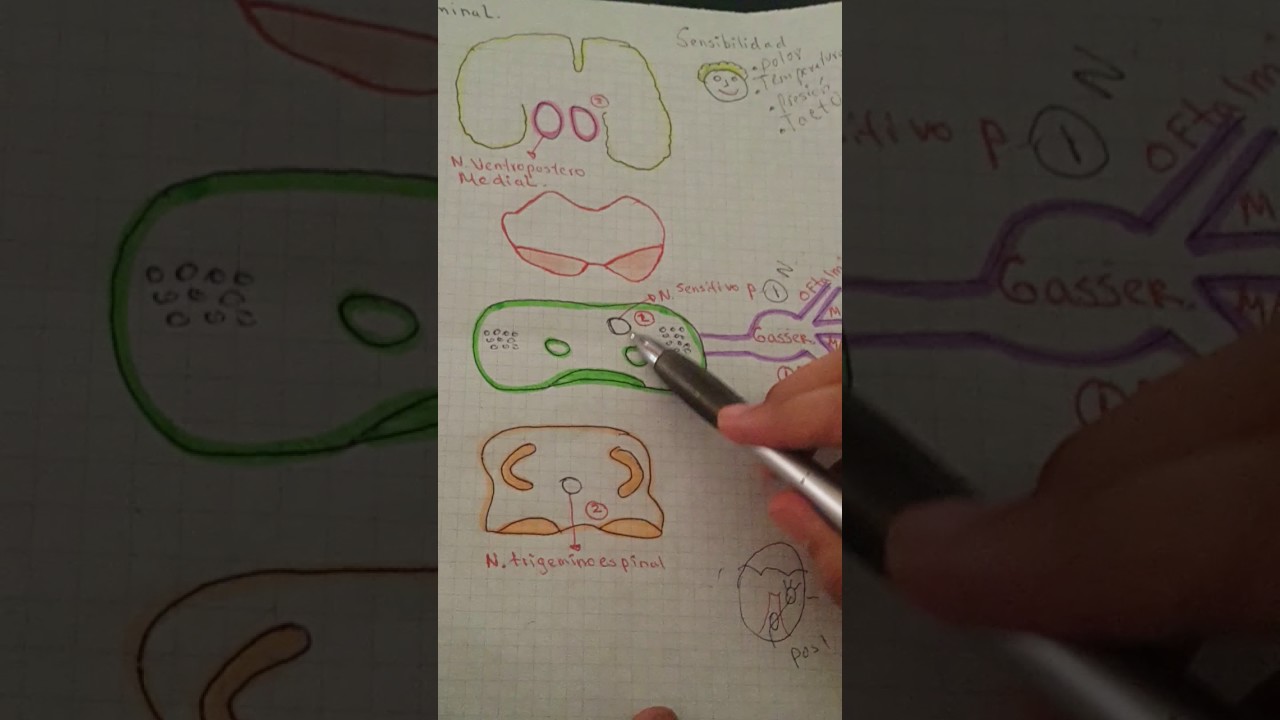 V&iacute;a Ascendente  (  V&iacute;a Trigeminal )