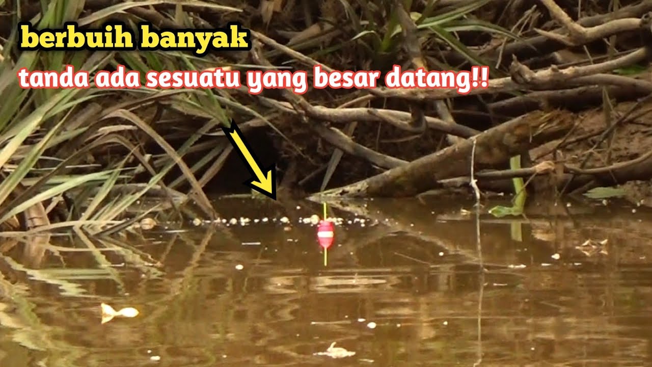 Mancing sungai hutan pandan rasau yang banyak di huni ikan ganas dan besar&sup2; 