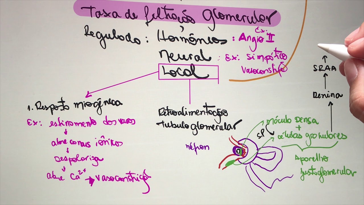 Fisiologia - Sistema Renal