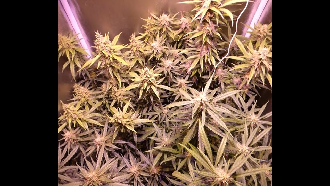 SEGUIMIENTO INDOOR LED 60X60 AUTOMATICAS