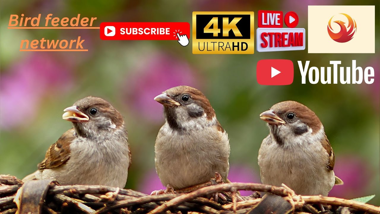 🔴Live stream (4K ultra HD) No Ads 🕊️ Bird feeder Network🕊️ Thururoft  UK
