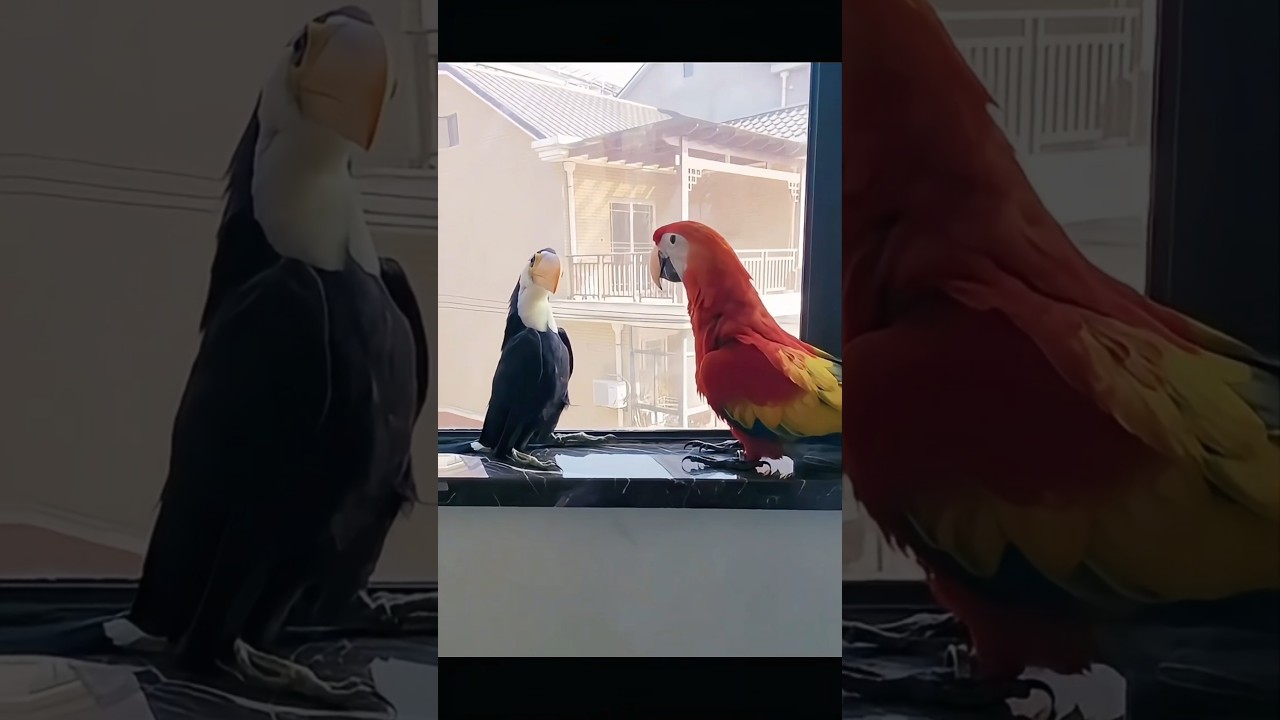 Even when fully grown, this toucan is smaller than a macaw. #birds #parrots #pets #parrot #toucan