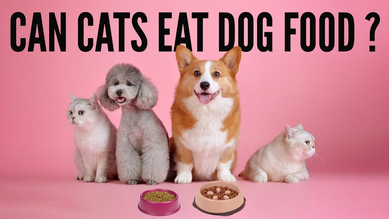 Can Cats Eat Dog Food ? | A Comprehensive Cat Diet Guide!