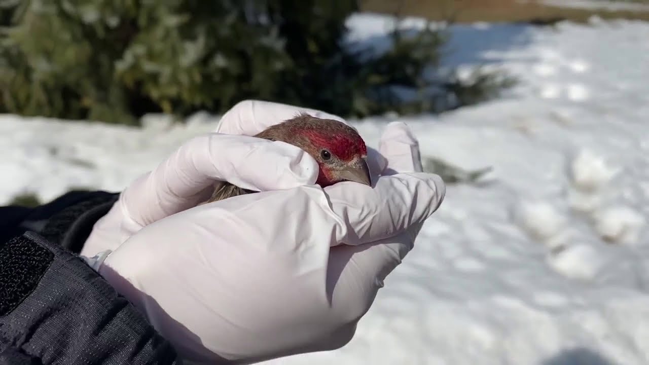Purple finch recovers from eye infection