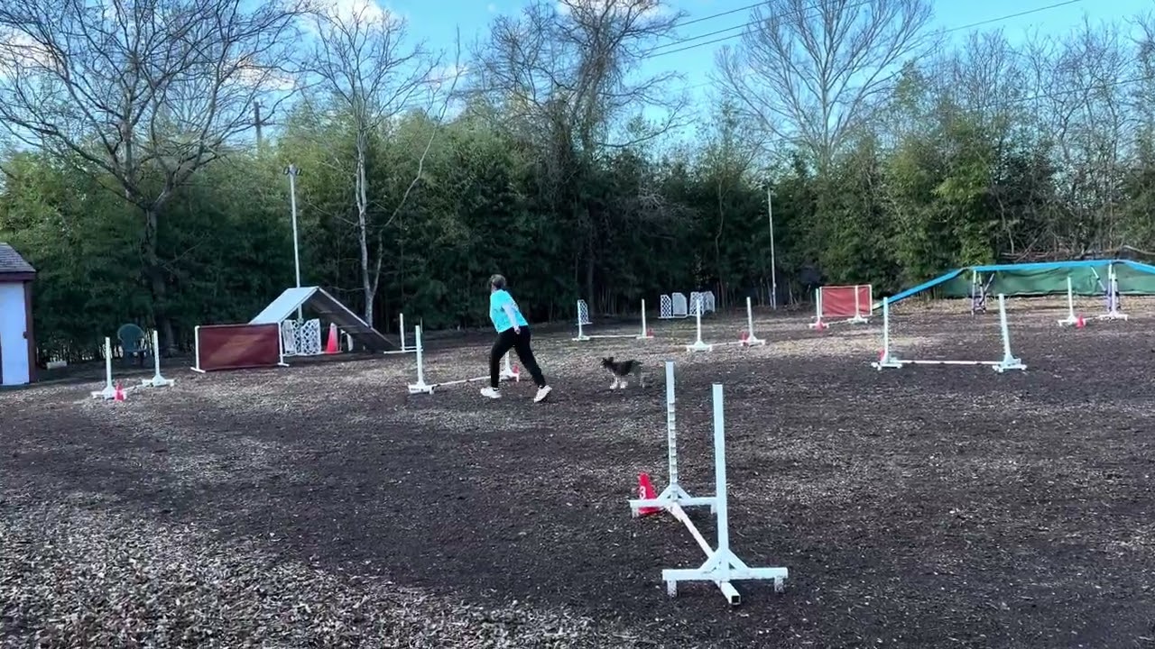 Shadow 2-15-26 Elite Veteran Skilled Jumpers 1-Course-Heart
