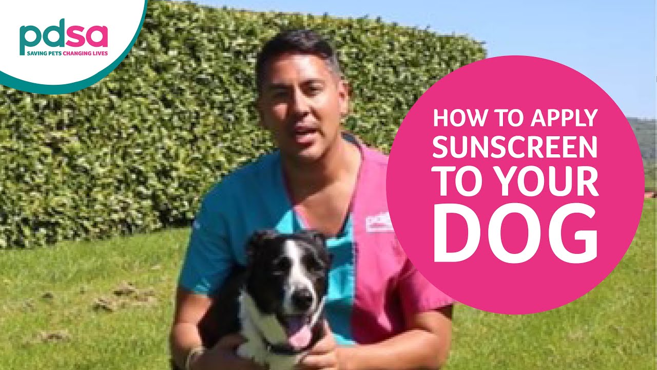 How To Apply Sunscreen To Your Dog