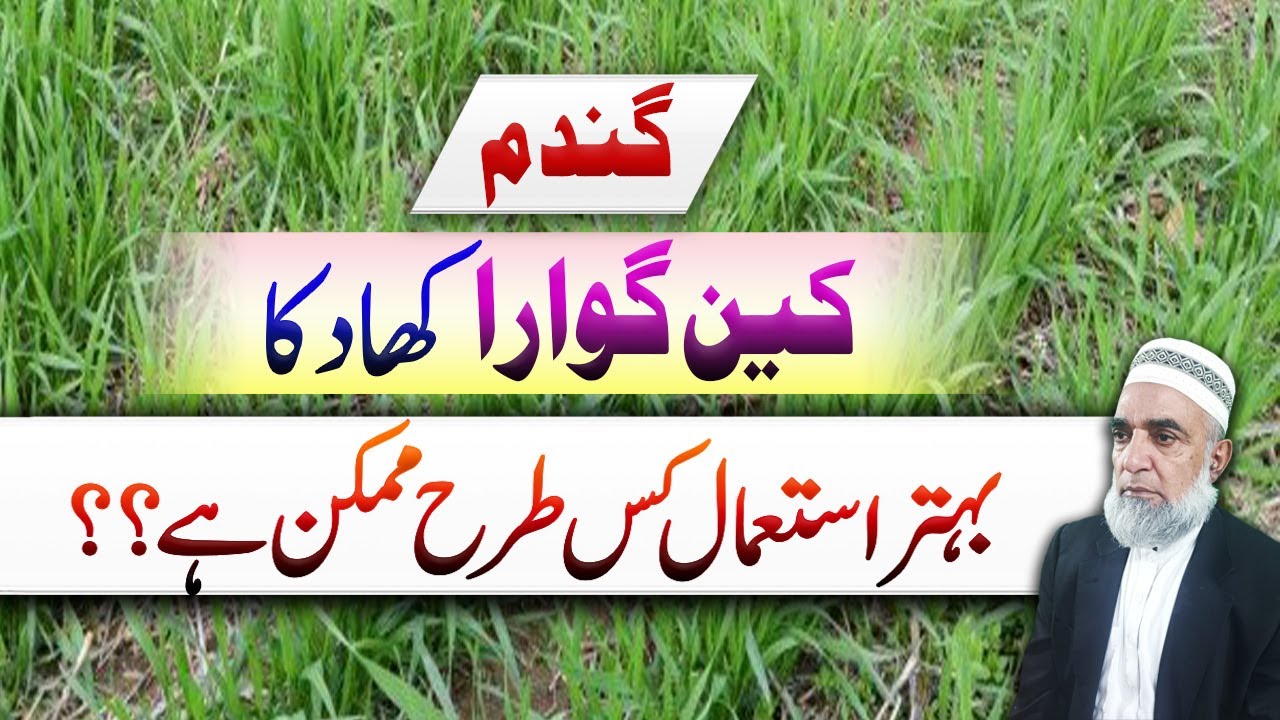 Status of using CAN gwara fertilizer in wheat crop || Crop Reformer
