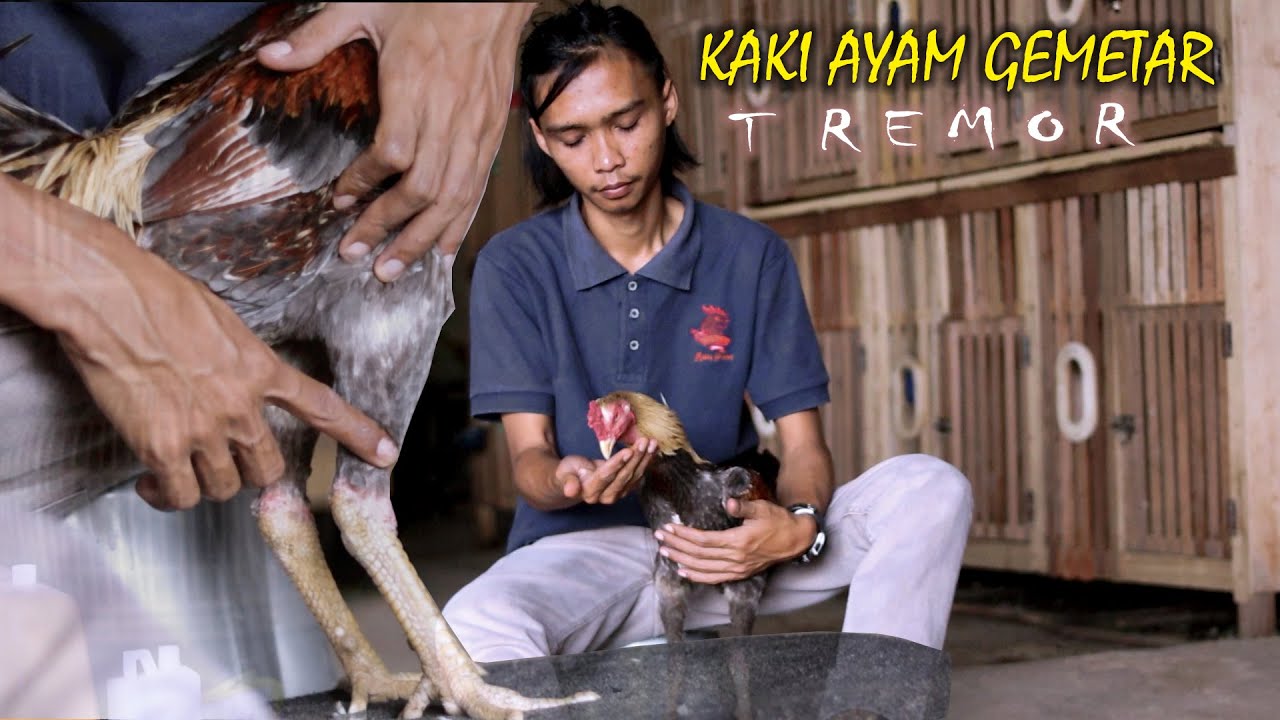 KAKI AYAM GEMETAR