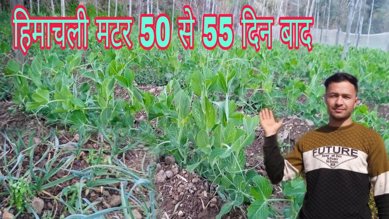 हिमाचल में मटर 50 से 55 दिन बाद// हिमाचली लहसुन