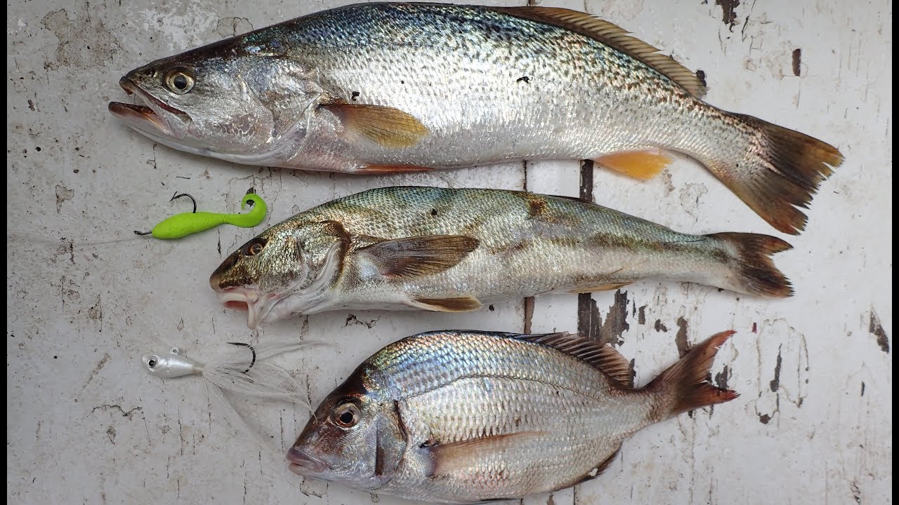 Bay Fishing Bonanza - Weakfish (Sea Trout) and More!