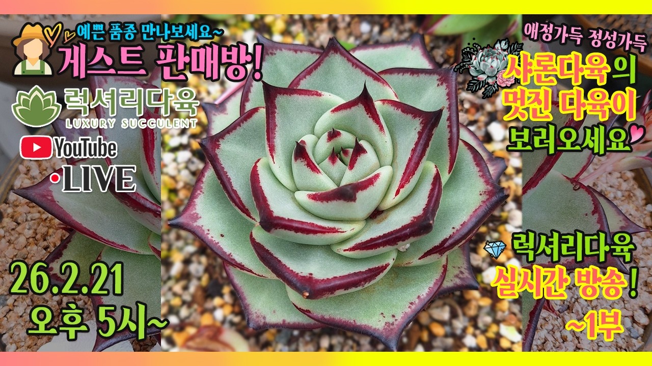 즐겁게! 어여쁘게! 샤랄랄라 예쁜 다육이 가득한🏵샤론다육🏵과 함께하는 럭셔리한 게스트방송에 초대합니다! 26년 2월 21일 다육이실방 #럭셔리다육 #다육판매영상 #다육판매방