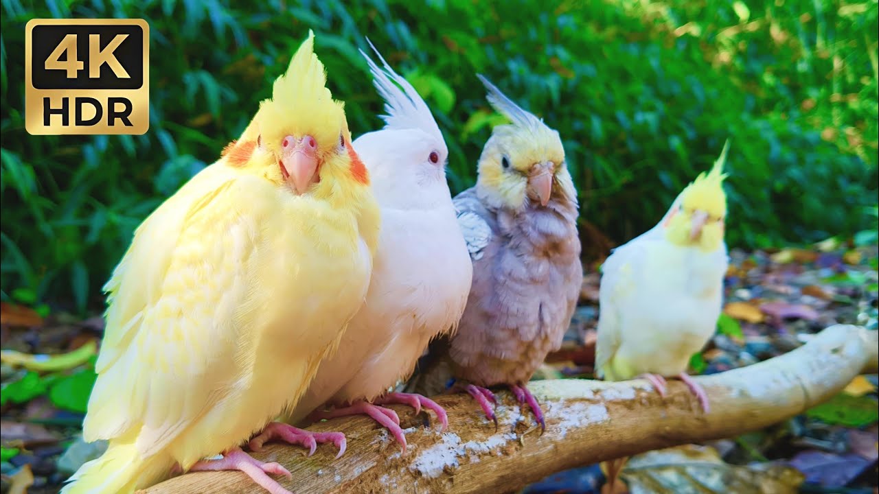 Soothing Cockatiel Whistles & Nature Sounds • 1 Hour of Pure Relaxation in the Woods