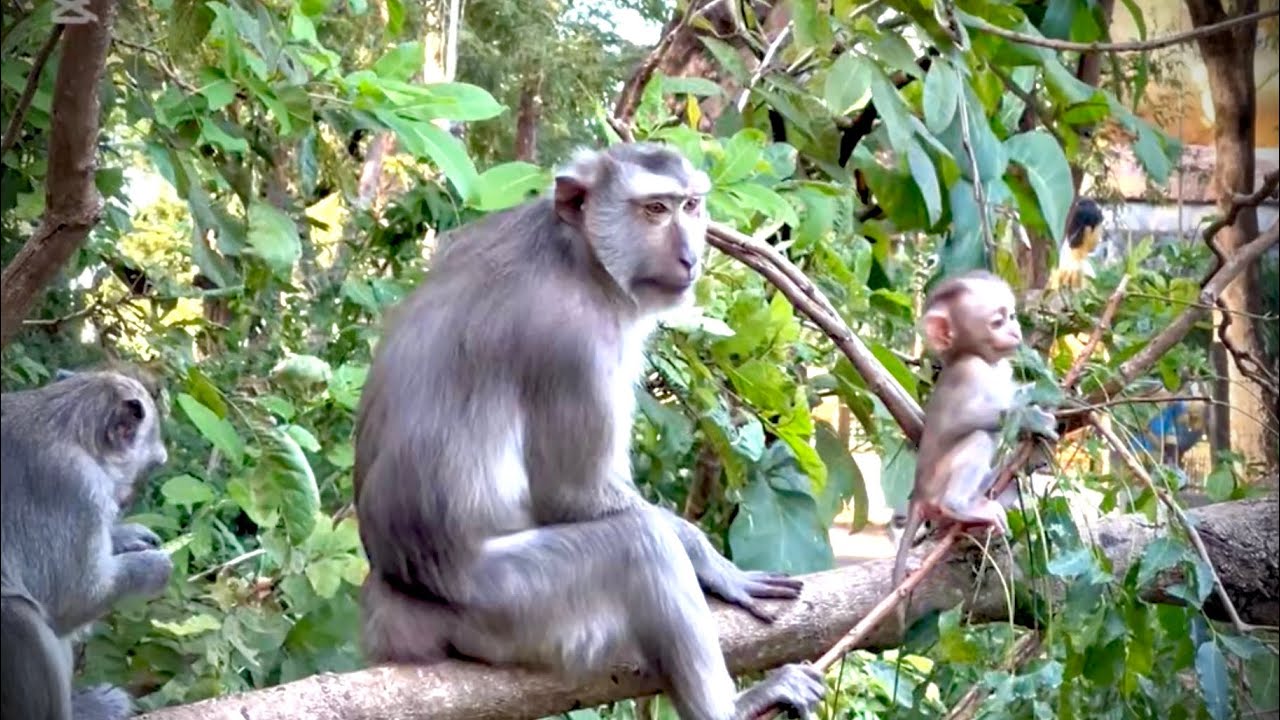 The act of caring for a monkey to raise its offspring
