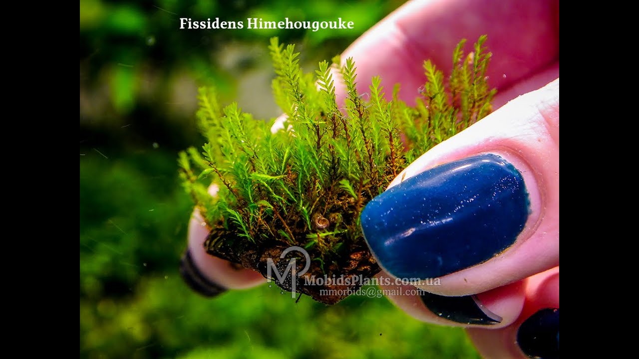Fissidens Himehougouke