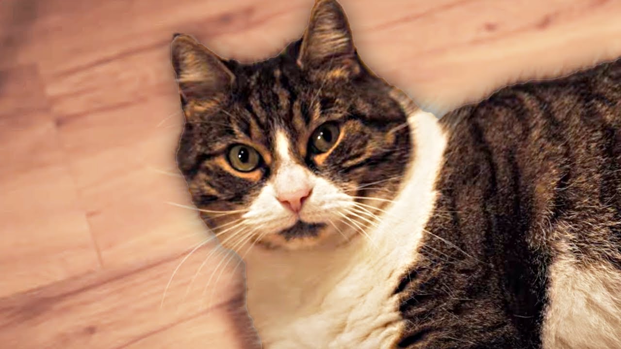 KOT DACHOWY - UNBOXING, RECENZJA 🐈 #136