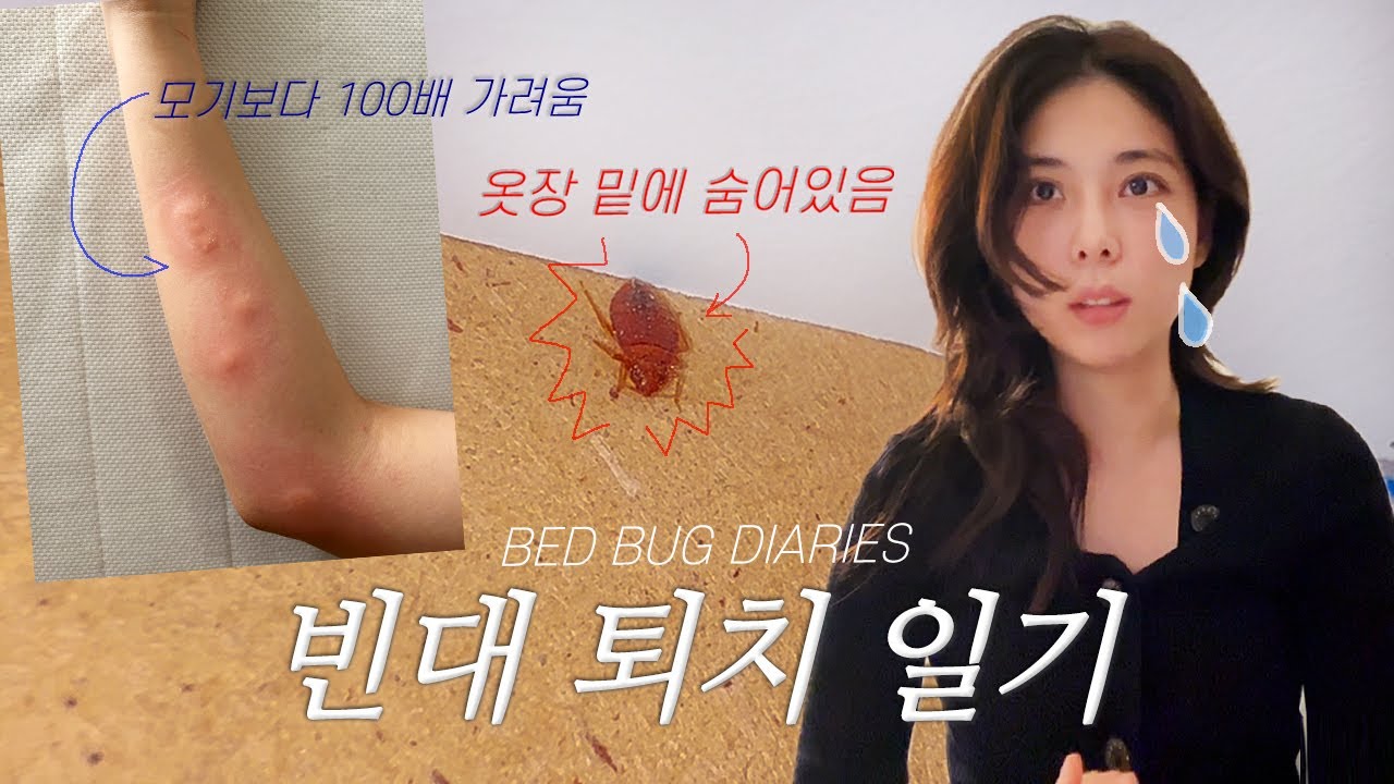 (eng) 빈대 붙고 정신 후유증이 왔어요.. 박멸 과정, 나만의 퇴치 방법까지! 스팀기 꼭 구비해놓으세요
