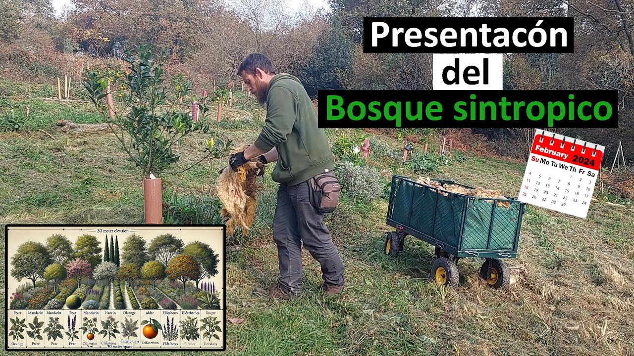 BOSQUE SINTRÓPICO de CÍTRICOS EN CLIMA TEMPLADO, detalles, diseño y explicaciones.🌳/ Ep-61-24 Birika