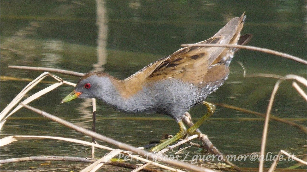 Schiribilla - Little crake (Porzana parva)