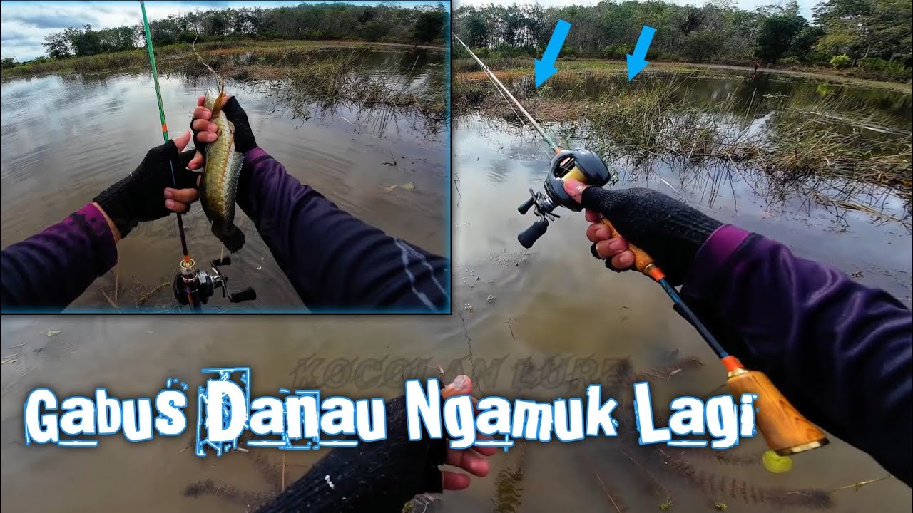 Cuma Satu Titik Spot gabusnya Pada Ngumpul‼️