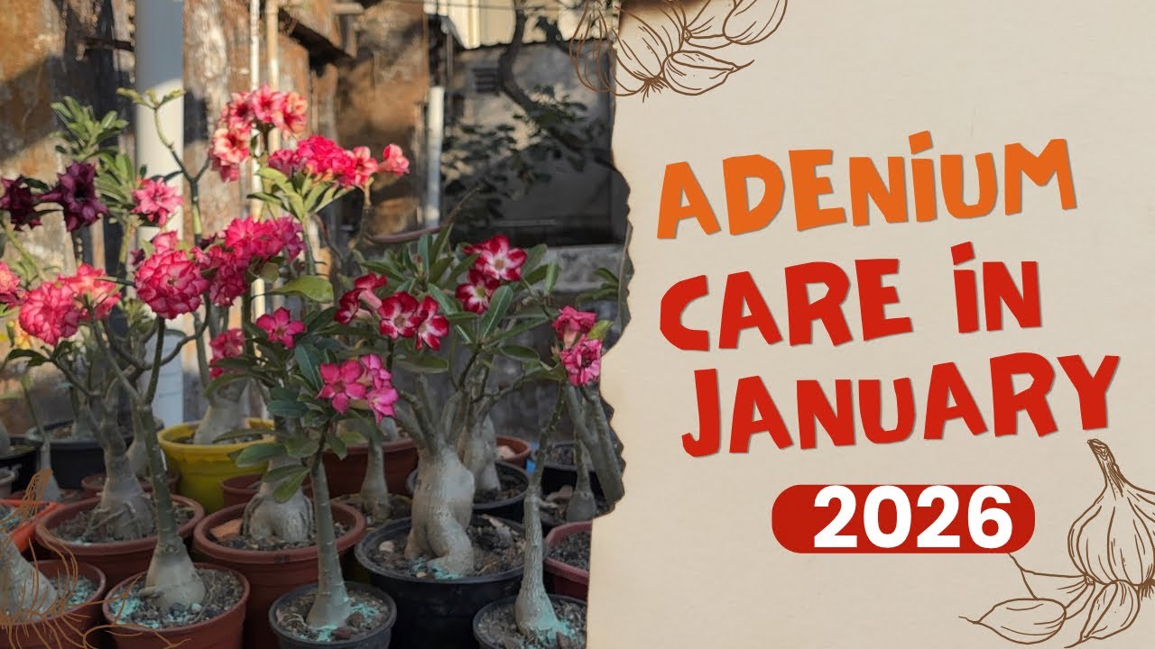 adenium care in january 