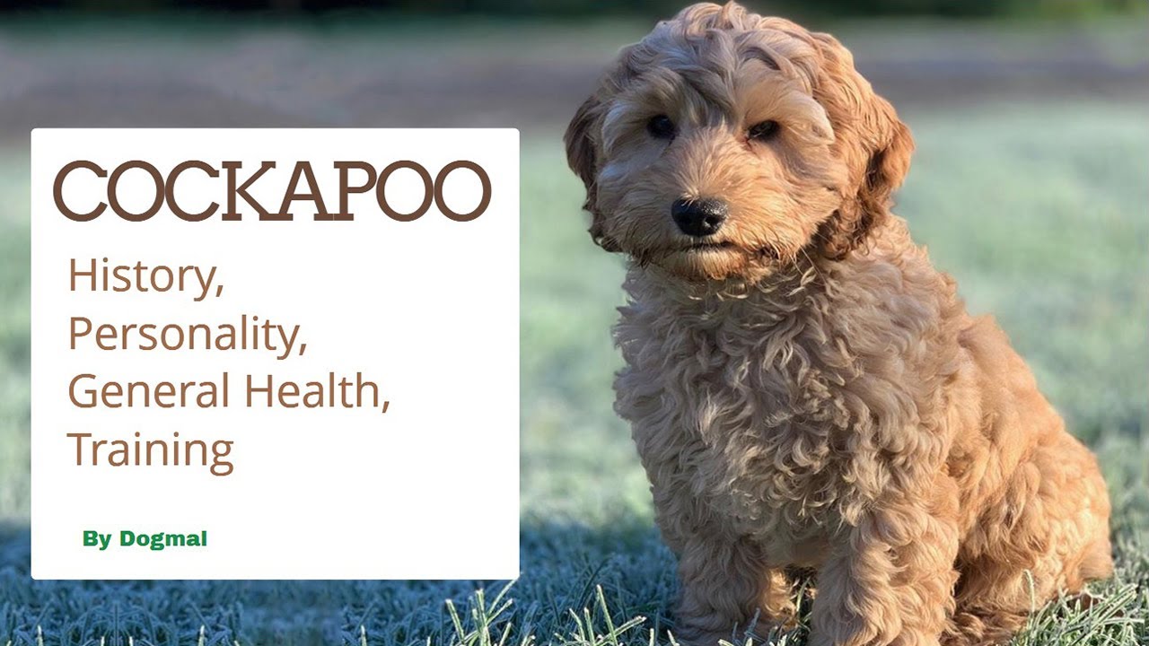 Cockapoo - The Perfect Mix of Cocker Spaniel & Poodle | The Designer Dogs