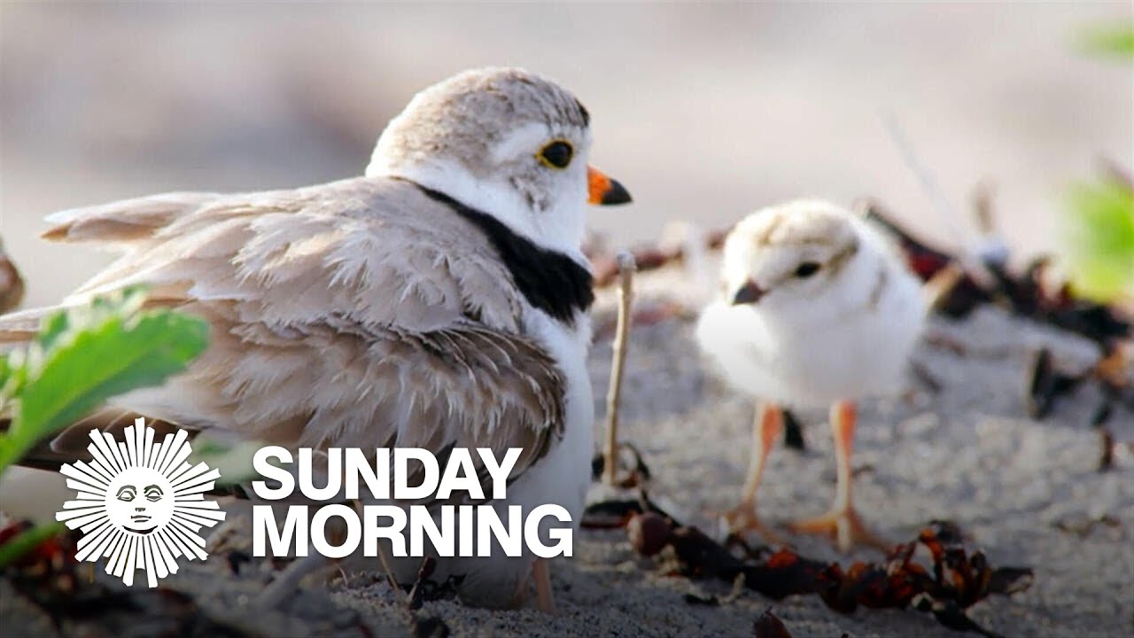 Nature: Piping plovers in Maine