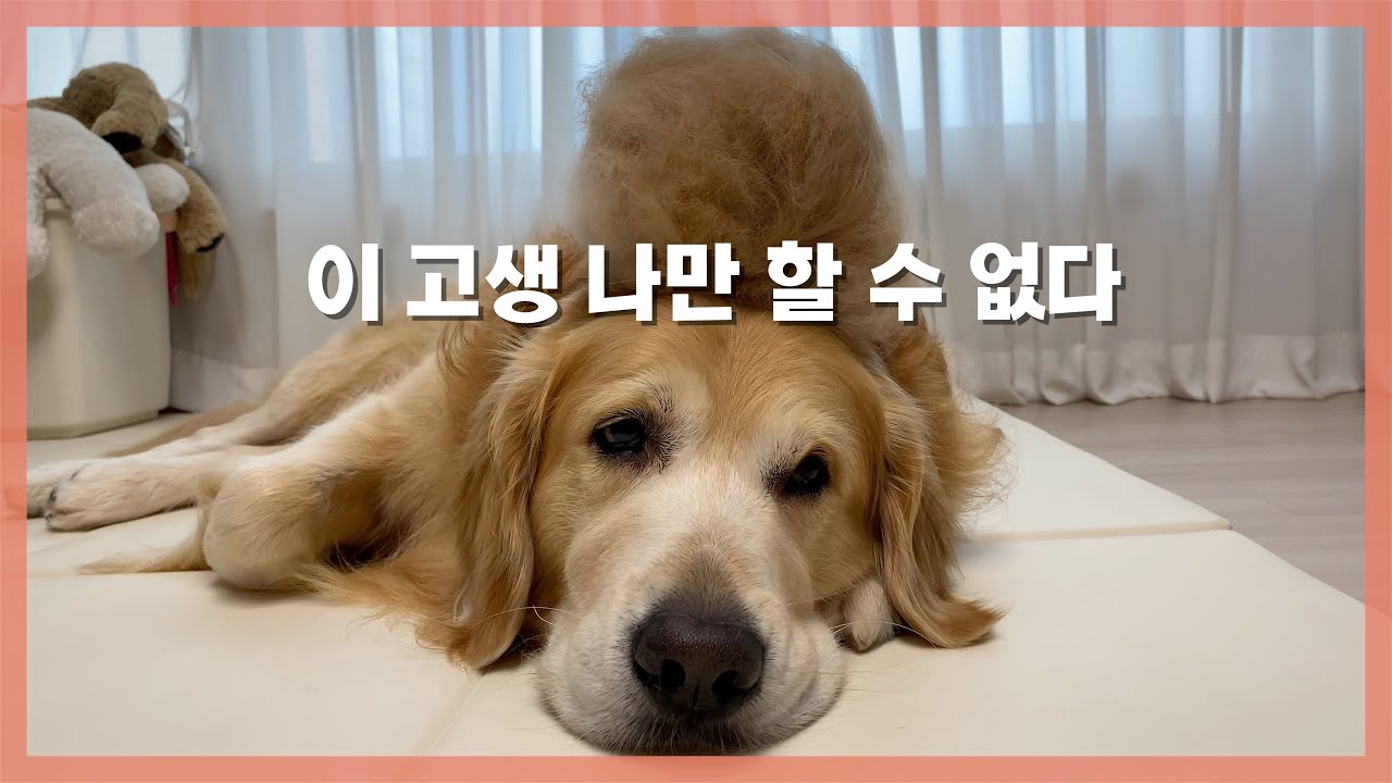 난 이 털도 사랑한다..안사랑한다..사랑한다...(리트리버 강추 영상) [Eng Sub]